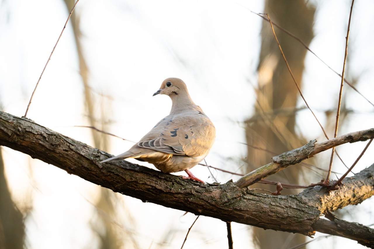 Mourning Dove in golden hour light Mourning Dove perched on a winter branch in soft morning light