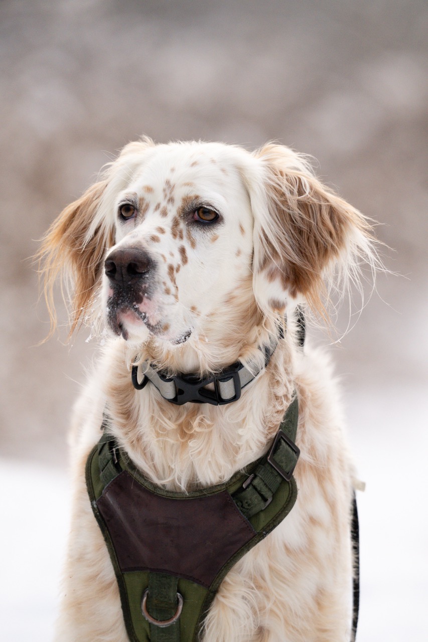 Bird dog companion in winter setting English Setter in winter portrait