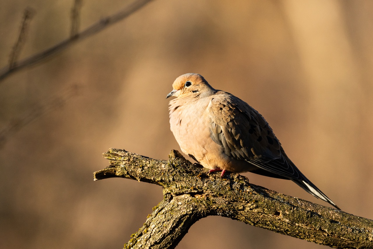 Mourning Dove portrait Mourning Dove in warm afternoon light