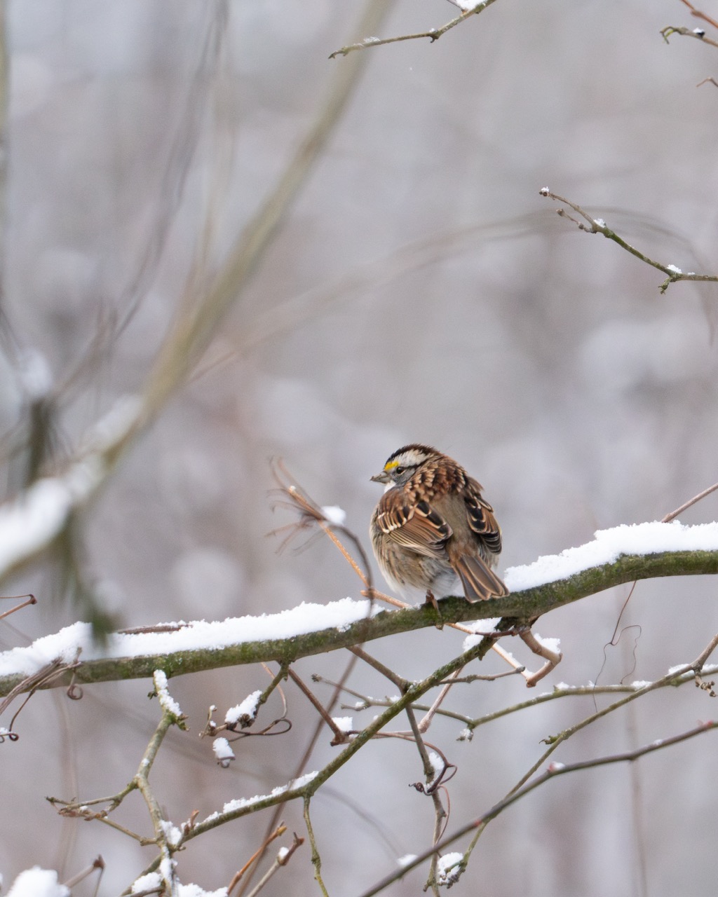 White-throated Sparrow winter portrait White-throated Sparrow on snowy branch
