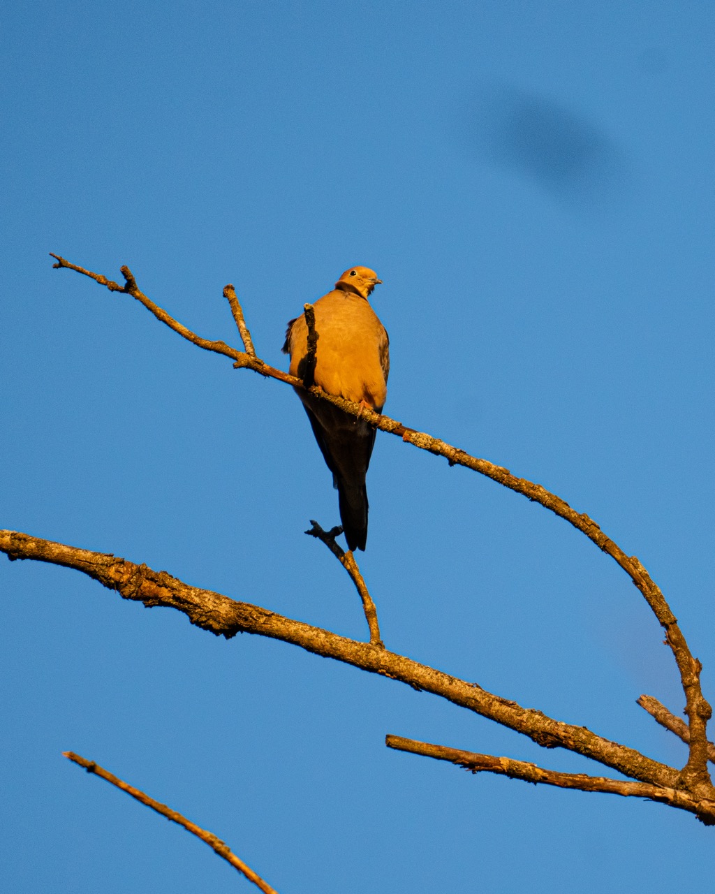 Cooper's Hawk surveying territory Cooper's Hawk perched high in tree against blue sky
