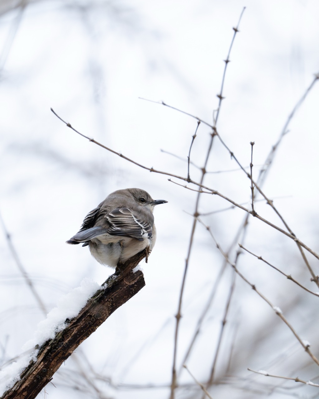 Northern Mockingbird in winter setting Northern Mockingbird on winter branch