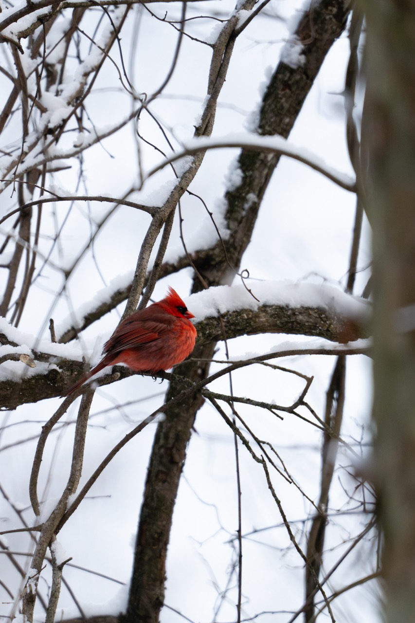 Male Cardinal against winter snow Northern Cardinal male on a snow-covered branch