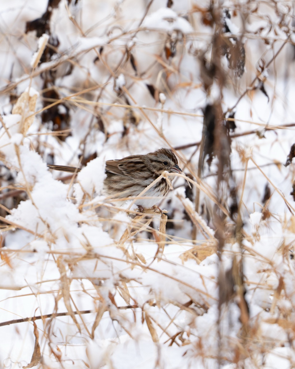 White-throated Sparrow in winter habitat White-throated Sparrow among winter branches