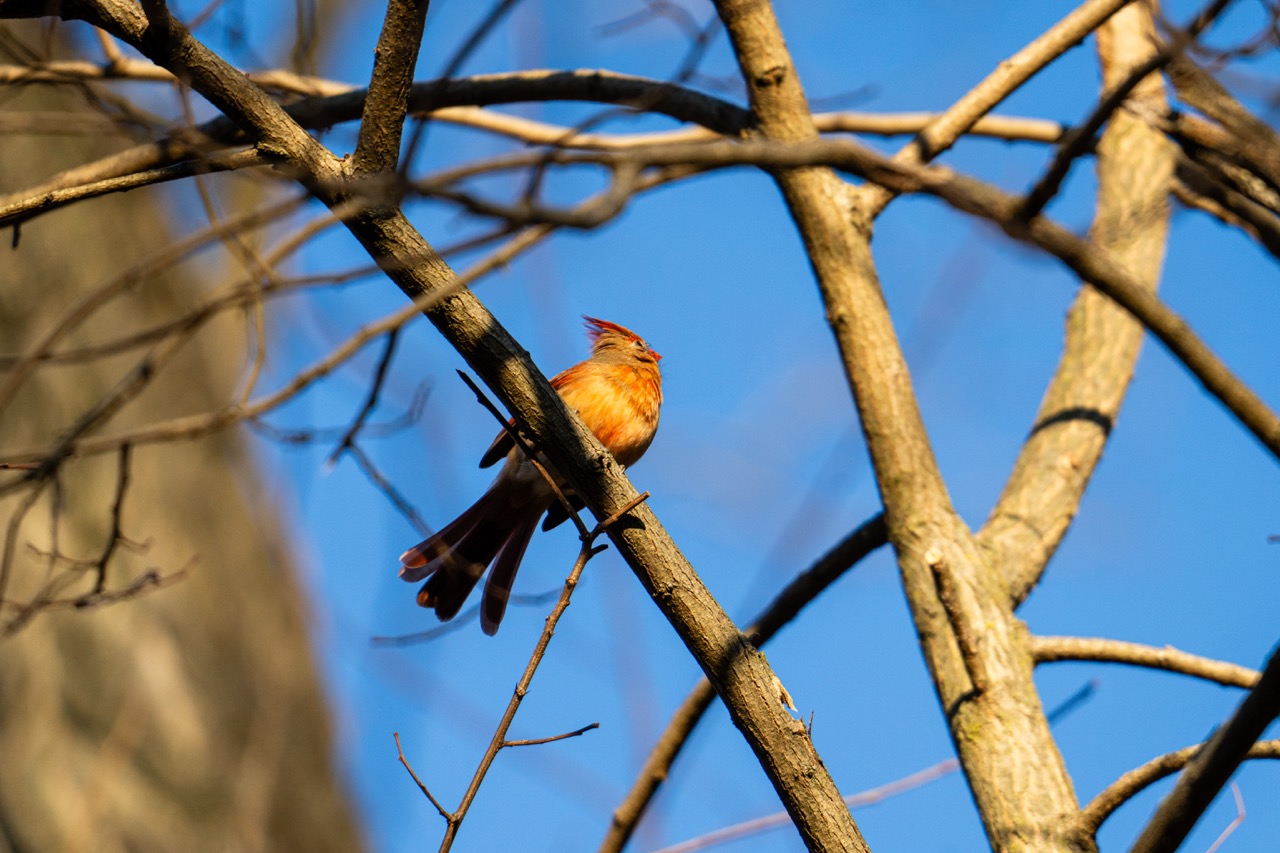 American Robin in winter sunlight American Robin perched on bare branch against blue sky