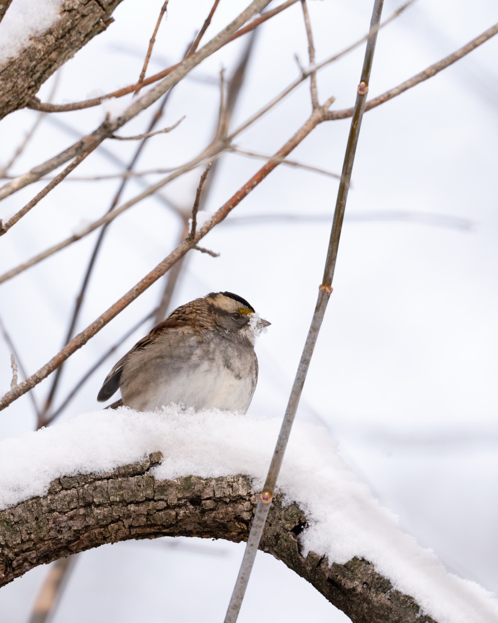 White-throated Sparrow in snow White-throated Sparrow resting on snowy branch