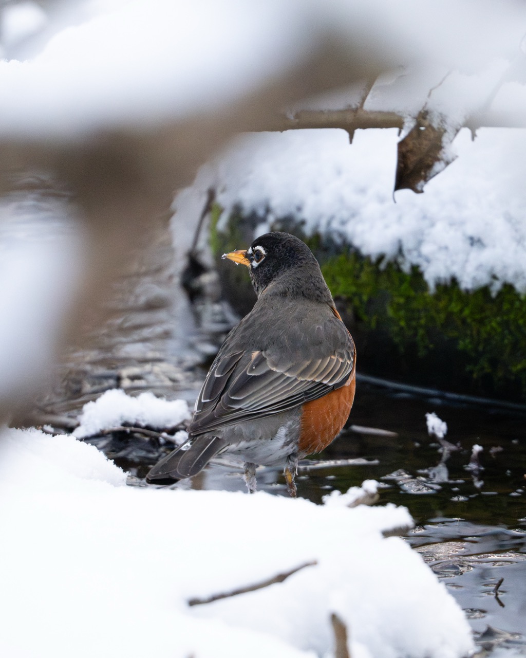 American Robin in winter habitat American Robin at snowy stream edge