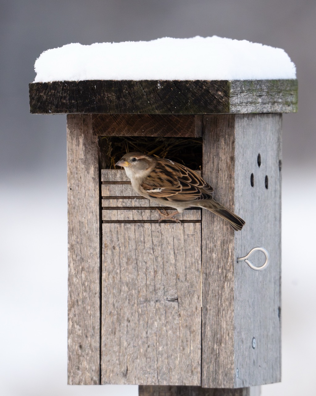 House Sparrow at winter shelter House Sparrow at snow-covered birdhouse