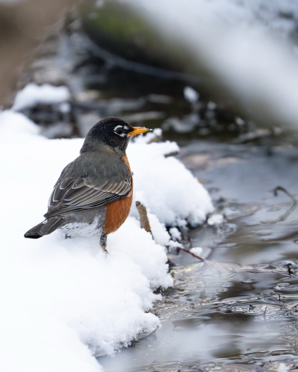 American Robin foraging in snow American Robin in snowy conditions